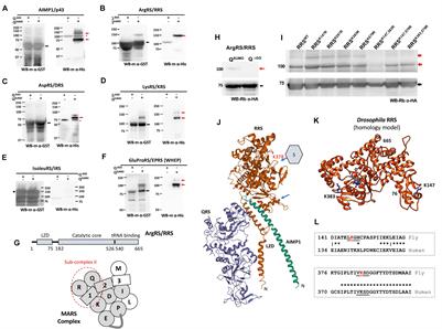 SUMOylation of Arginyl tRNA Synthetase Modulates the Drosophila Innate Immune Response